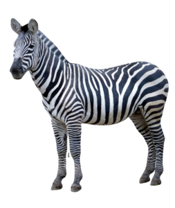 Realistic Zebra PNG