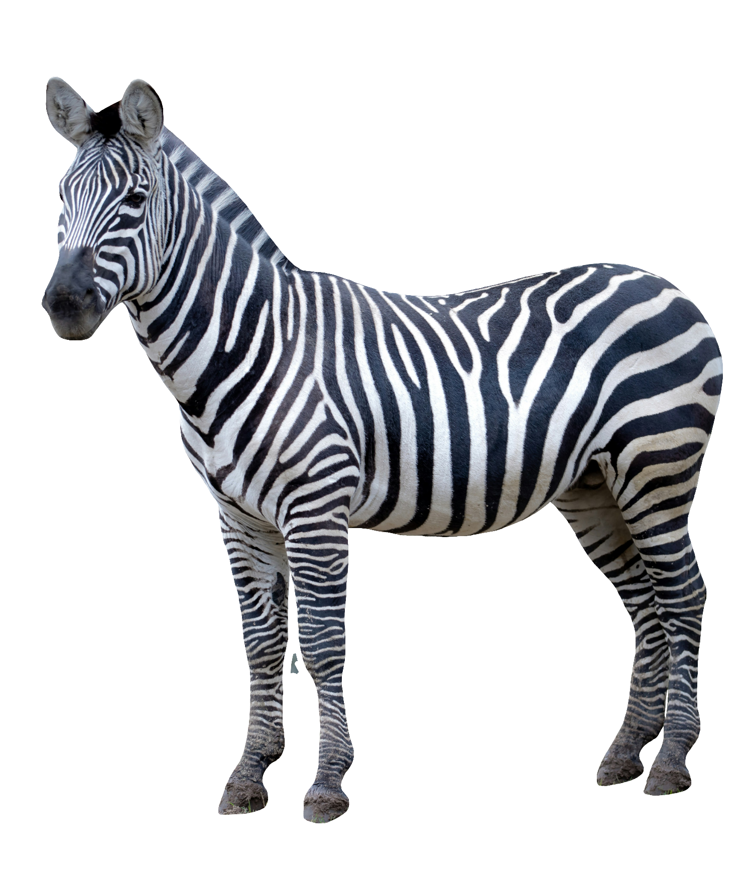 zebra-61